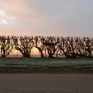Hedge crawl, dawn, frost, cold hands Sinderby, England  4 March 2014, 2014
