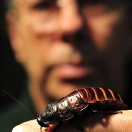 A keeper holds a hissing cockroach during a photo call for Whipsnade Zoo's annual stocktake in Dunstable, Bedfordshire, north of London, on January 7, 2014.