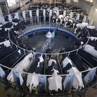 Ponteceso, A Coruna, Galicia, Spain. Farm of cows 'A Devesa' in the Langueiron farm one of the largest farms of Galicia with more than 300 cows.