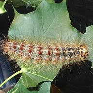 A gypsy moth caterpillar pauses during lunch
