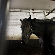 horse west side stable carriage horse