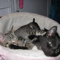 subway kittens