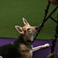 Roo!, a husky mix, won the 24' division and a special award for the best mixed-breed dog at The Master Agility Championship at Westminster on Saturday, February 8, 2014