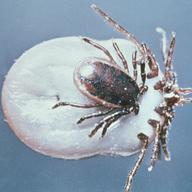A male Ixodes ricinus tick (smaller) shown copulating with a female tick (larger). I. ricinus, the 'castor bean' tick,  is a vector for the B. burgdorferi spirochete, the cause of Lyme disease.