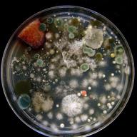 Mold