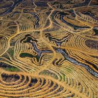 Increasing demand for biofuels is linked to increased deforestation as native habitat is converted to palm oil production.