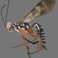 Necolinoceras laluzbrillante, a wasp that Bernardo Santos named with kids from Washington Heights public schools. It means La Luz Brilliante, or 'bright light.'