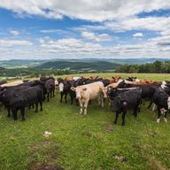Adirondack Grazers 
