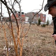 Rich Hallett with the U.S. Forest Service examining trees damaged by rats in Kissena Corridor Park, Queens in April 2014.