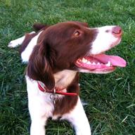 Stella the dog