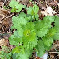 Garlic mustard in the wild