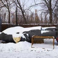 The statue of Lenin faces the ground outside a dog shelter in Sloviansk, a city under the control of Ukrainian forces not far from the frontline on January 5, 2016 in Sloviansk. 