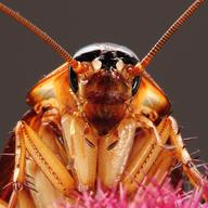 An American Cockroach, the most common cockroach in New York City, which are known to fly when temperatures exceed 100 degrees.