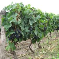 Grapes in Mendoza, Argentina