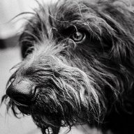 Black Dog