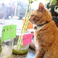 Bobo among the bamboo in Chinatown.