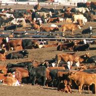 cattle feed lot
