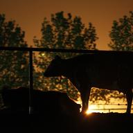 Dairy cattle lit from behind by the glow of gas being flared as waste from the Monterey Shale formation where gas and oil is extracted using hydraulic fracturing, March 22, 2014 near Buttonwillow, CA.