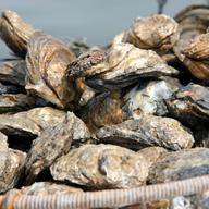 Oysters help clean polluted water and reduce the impact of strong waves during hurricanes.