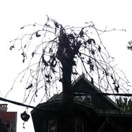 Dead street tree in Brooklyn. Between 7 and 12 percent of street trees die within two years of planting.