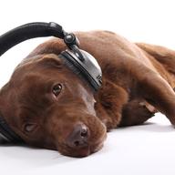 Is this dog listening to Brian Eno or Iron And Wine to relax?