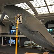 blue_whale, american_museum_of_natural_history