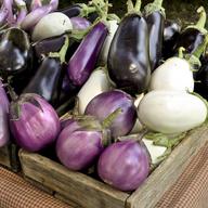Eggplant