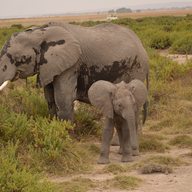 Elephants