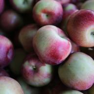 empire apple