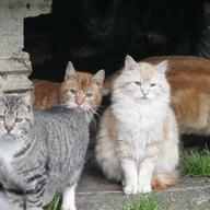 A group of feral cats.