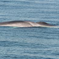 Fin whales have been detected in the New York Bight