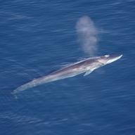 Fin whales have been detected in the New York Bight