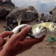 According to NJ fish consumption advisories, it's safe for men to eat one, eight-ounce catfish from the Newark Bay per year, and nothing from the Lower Passaic. 