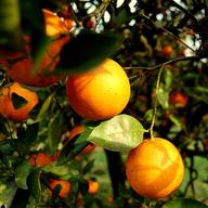 Florida oranges