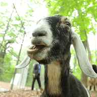 One of the eight goats in Prospect Park that will be used to eat invasive species in the northeast corner of the park.