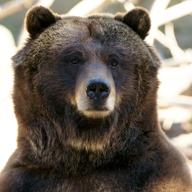 Veronica is one of two grizzly bears waiting to move into the former polar bear habitat at the Central Park Zoo.