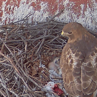 The Red-tailed Hawk on the 12th floor of the Bobst Library overlooking Washington Square Park.