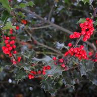 Holly