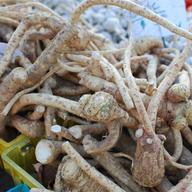 Horseradish root
