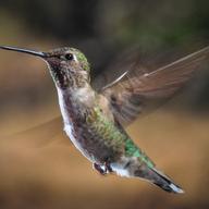 Hummingbird With Its Tongue Out