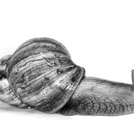invasive species African giant snail