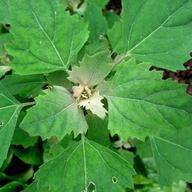 Lambsquarters