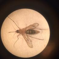 A mosquito from the Upper West Side on 84th Street viewed through a microscope.