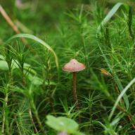 Psilocybe mushroom
