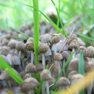 mushrooms