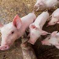pigs 