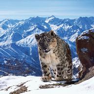 Planet Earth II (reprinted with permission from BBC America)
