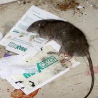 Rat
