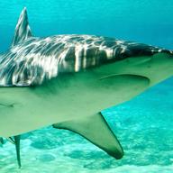 How to Escape from a Shark