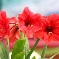 Greening Director of GrowNYC Gerard Lordahl explains how to keep plants alive in the winter, and what to do when you receive an amaryllis as a gift!